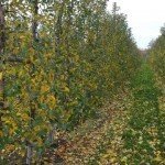 Agrosimex