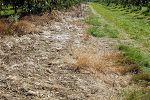 Agrosimex