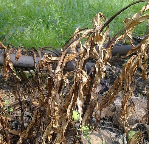 Agrosimex