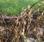 Agrosimex
