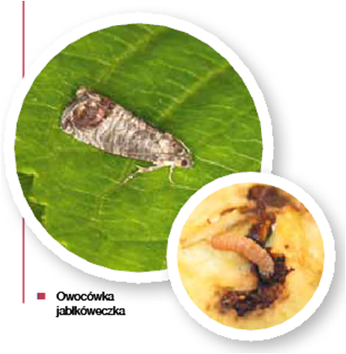 owocówka jabłkóweczka