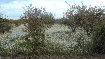 Agrosimex