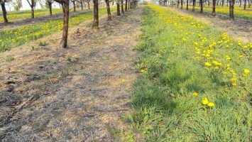 Agrosimex