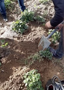 Agrosimex